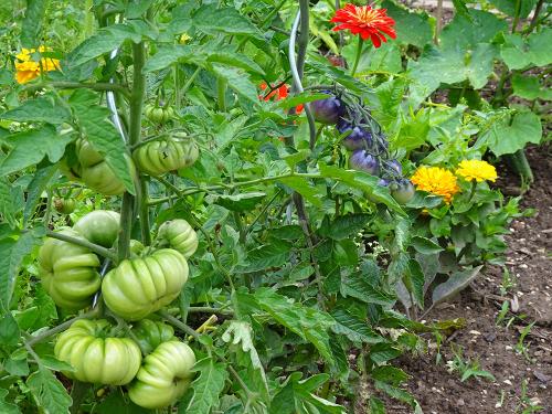 Bunte Tomatenvielfalt