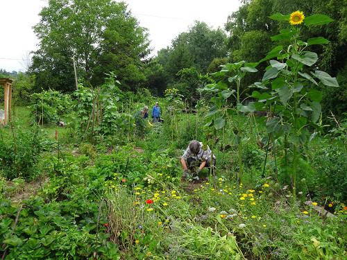 Sommerzeit im Gemeinschaftsgarten